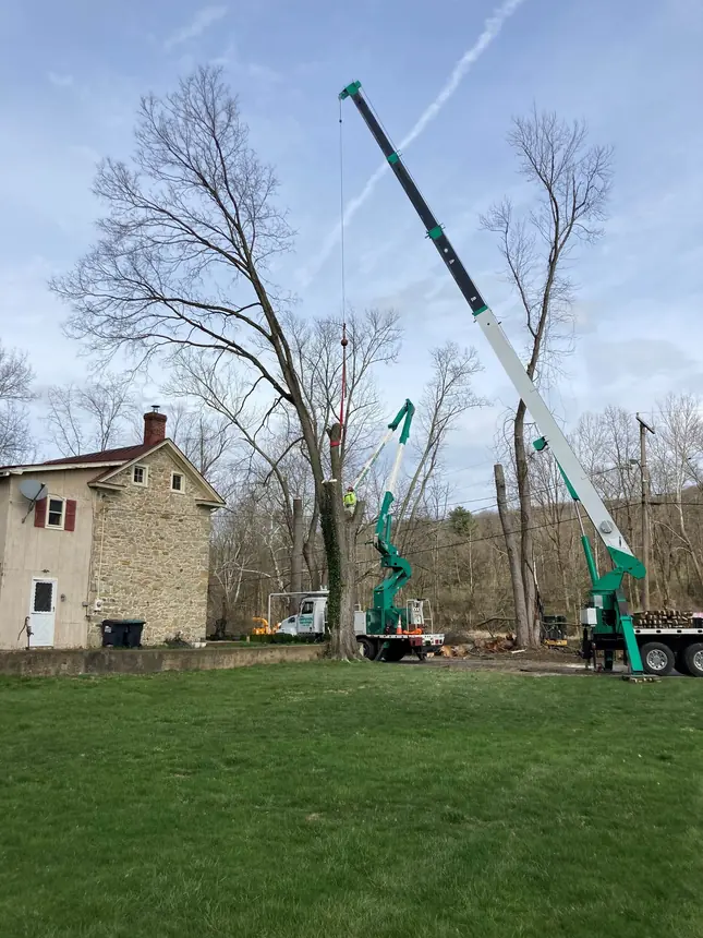 Countryside Tree Experts crane removing a tree beside a stone farmhouse, a climber working aloft in the bucket and the company name on the truck door