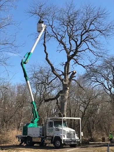 Countryside Tree Experts bucket truck pruning a bare tree, the branded boom visible