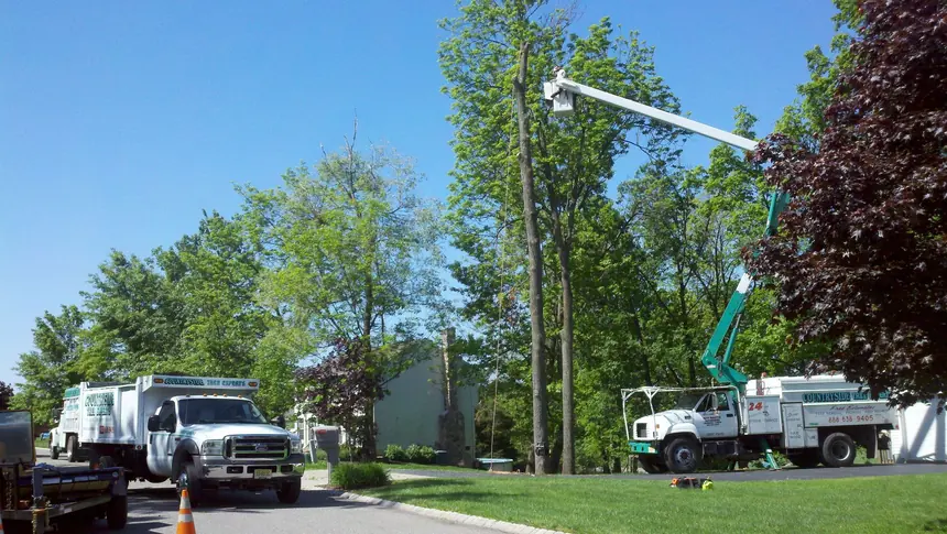 Two branded Countryside Tree Experts trucks and a bucket truck working a residential street, 24 HR Storm Service signage visible