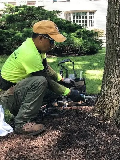 Countryside crew member injecting deep root fertilizer at the base of a residential tree